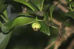 Clusia guatemalensis