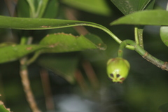 Clusia guatemalensis