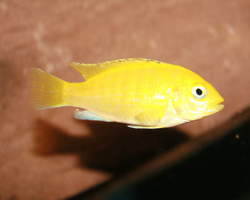 Electric Yellow