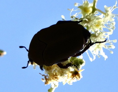 Hologymnetis cinerea