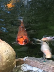 Cyprinus rubrofuscus