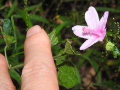 Urena procumbens