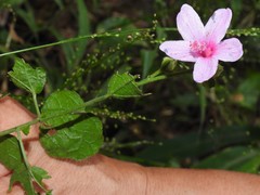 Urena procumbens