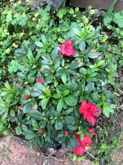 Rhododendron