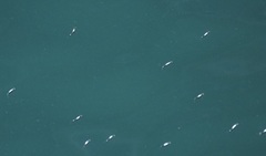 Gracilimugil argenteus