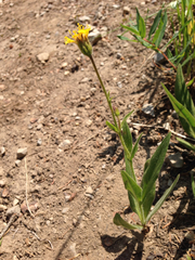 Arnica parryi