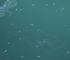 Gracilimugil argenteus