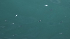 Gracilimugil argenteus