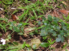 Urena procumbens