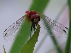 Aethriamanta nymphaeae