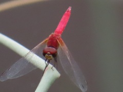 Aethriamanta nymphaeae