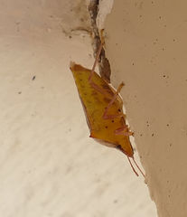 Euschistus ictericus