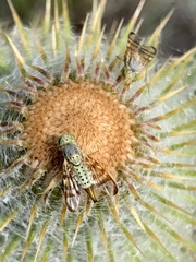 Terellia occidentalis