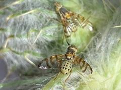 Terellia occidentalis