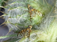 Terellia occidentalis