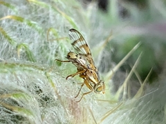 Terellia occidentalis