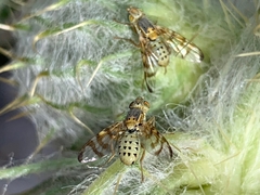 Terellia occidentalis