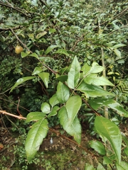 Camellia cuspidata