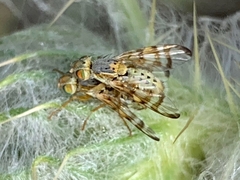 Terellia occidentalis