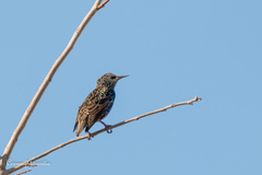 Sturnus vulgaris