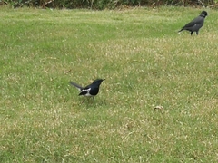 Copsychus saularis