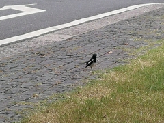 Copsychus saularis