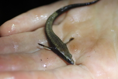Smooth Alligatorfish photo 3