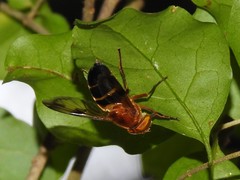 Volucella