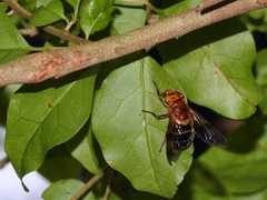Volucella