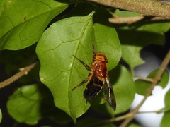 Volucella