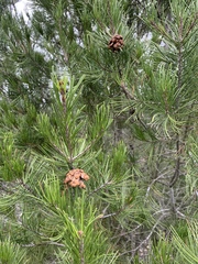 Pinus remota
