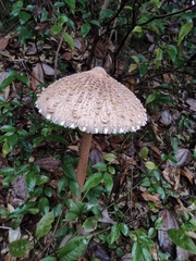 Macrolepiota