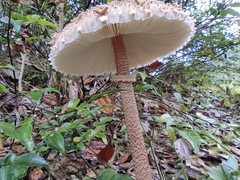 Macrolepiota
