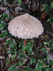 Macrolepiota
