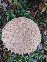 Macrolepiota
