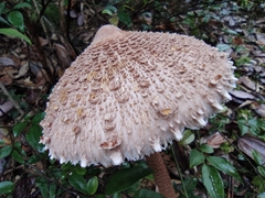 Macrolepiota