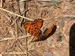 Melitaea arduinna
