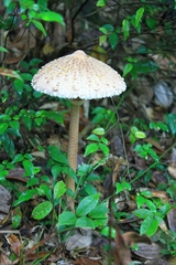 Macrolepiota