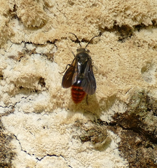 Pseudomethoca vanduzei