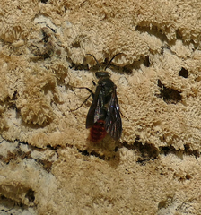 Pseudomethoca vanduzei