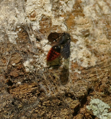 Pseudomethoca vanduzei