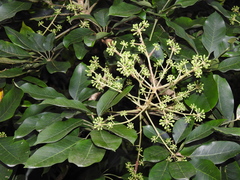 Heptapleurum heptaphyllum