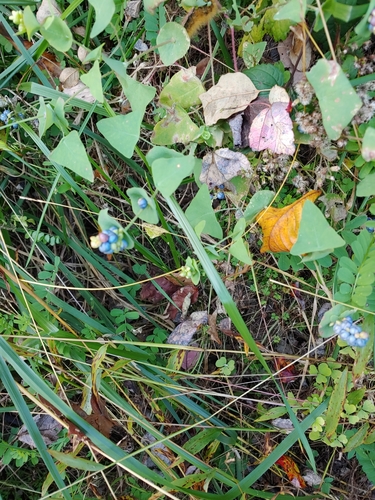 White Oak Draft Trail
