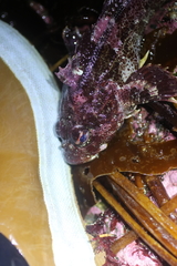 Hemilepidotus hemilepidotus