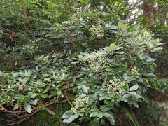 Heptapleurum heptaphyllum