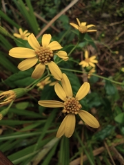 Senecio scandens