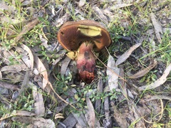 Phlebopus marginatus