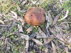 Phlebopus marginatus