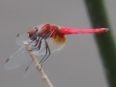 Aethriamanta nymphaeae