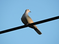 Streptopelia decaocto